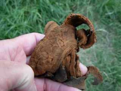 Fomes fomentarius amadou tinder.  Photo by S Labiste