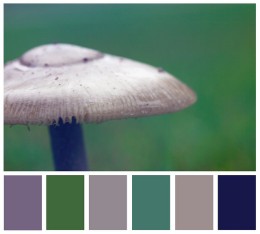 Mushroom and color palette