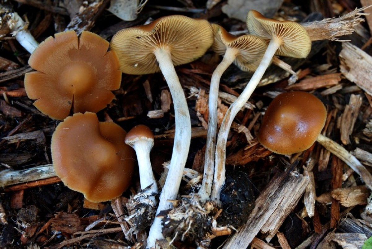 Wavy Caps (Psilocybe cyanescens) | Fungus Federation of Santa Cruz
