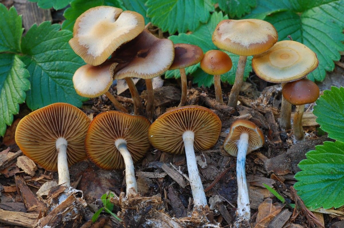 Wavy Caps (Psilocybe cyanescens) | Fungus Federation of Santa Cruz
