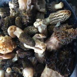 Morels to share