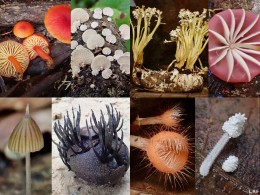 Tropical Mushroom Collage photographed by Lauren Re
