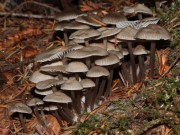 A gregarious cluster of small mushrooms