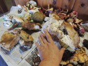 Mushrooms on the identification table.