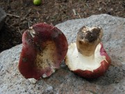 Rosy red russula mushrooms