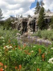 Wildflowers by the river