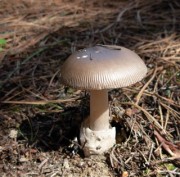 A mycorrhizal Amanita mushroom fruiting in pine duff