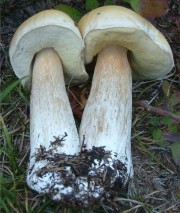 White mushroom from Alaska