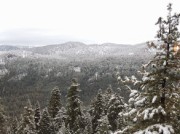 Snow-capped pines near Echo Summit.