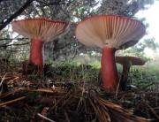 Three mushrooms silhouetted against the sky