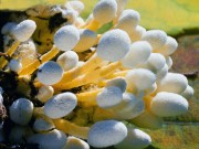 yellow-stalked fungal conidia sprouting from a moth