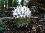 Calvatia sculpta Sierra puffball mushroom