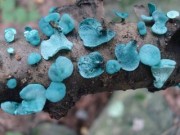 Chlorociboria aeruginascens 