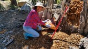 Lisa finds a Reishi