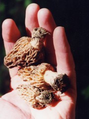 Yellow morel in hand