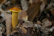 Yellow and brown mushroom