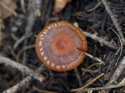 P. carbonicola  mushroom photograph by Debbie Viess