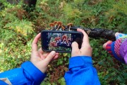 photo of a photo of deadly Galerina 