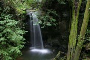 Redwood waterfall