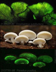 phosphorescent mushrooms, bioluminescent mushrooms