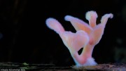 Stephen Axford's photo of a tiny, furry, pink mushroom