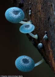 Stephen Axford's photo of a tiny blue mushroom