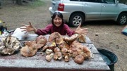 Table of boletes