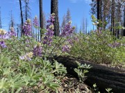 Lupins