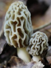 Morel mushrooms