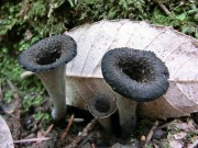 Craterellus cornucopioides