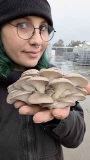 Vellany and oysters