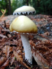 Yellow mushroom growing from leaf litter on the forest floor.