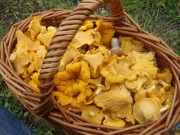 Basket of Chanterelle mushrooms