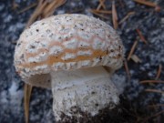 Colorful mushroom emerging from the ground.