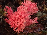 pink coral mushroom
