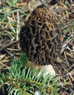 Morel mushroom. Photograph by Michael Wood courtesy of Mycoweb.org