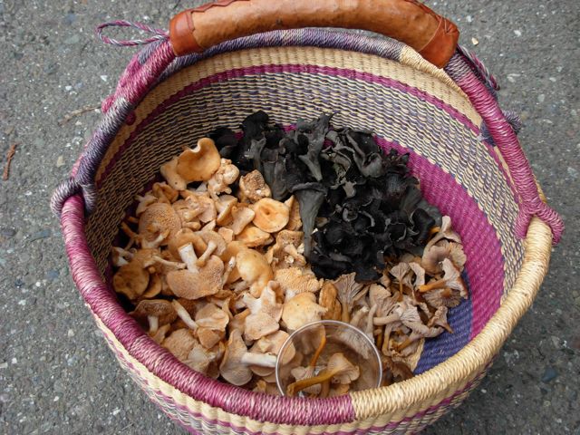 A basket of wild mushrooms