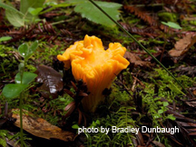 Chanterelle