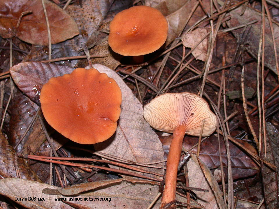 Lactarius rubidus by Darvin DeShazer - www.mushroomobserver.org
