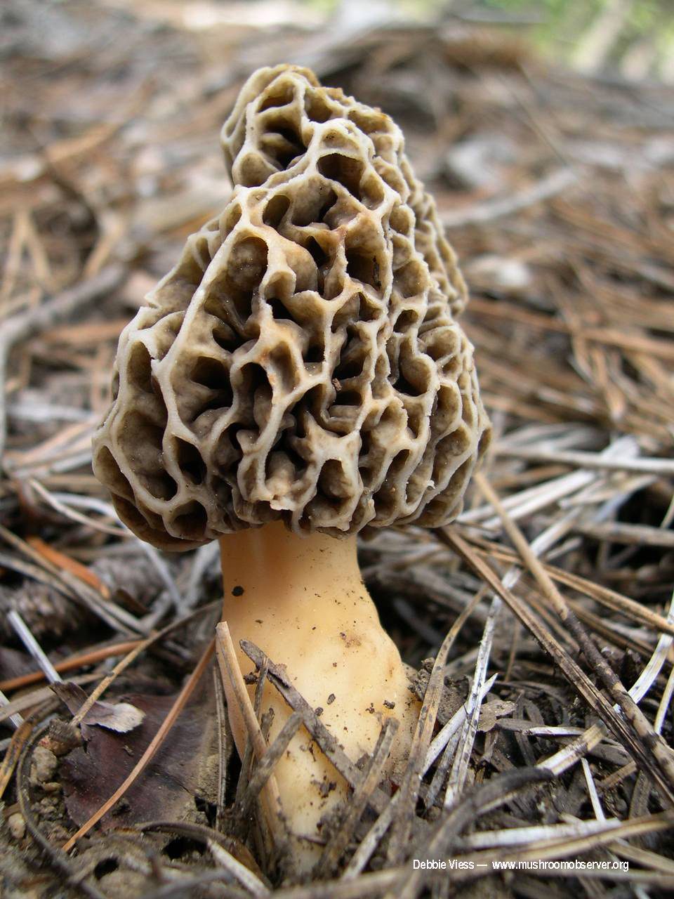 Morel by Debbie Viess