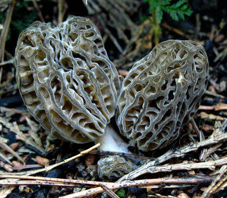 Morels by Alan Rockefeller