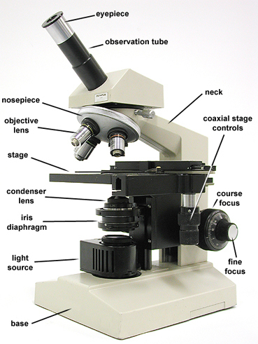 Microscope: The eyepieces.