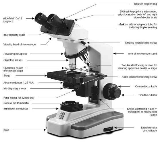 Microscope: The four objectives.