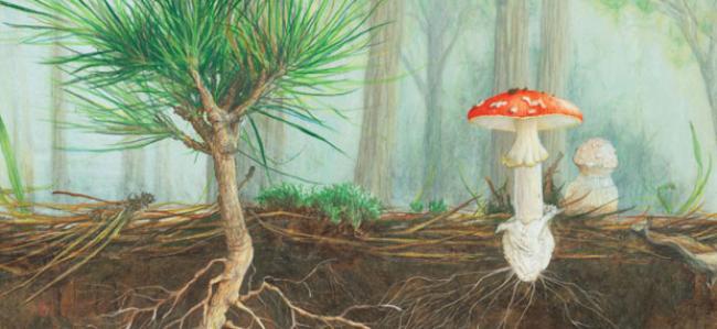 Association between a fungus and the roots of a vascular plant. Mycorrhiza