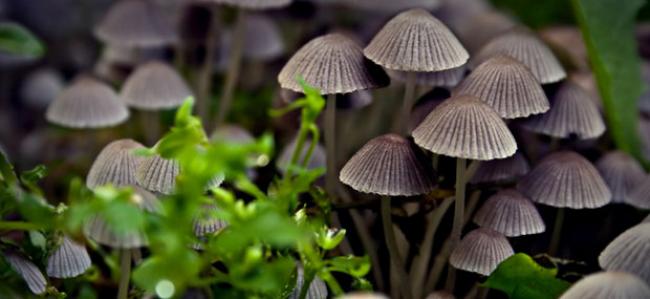 You just might be one… Mushrooms